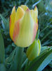 Tulipa Florette (2013, May 01)