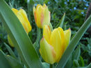 Tulipa Florette (2013, May 01)