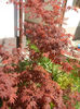 Acer palmatum Bloodgood (2013, Apr.29)