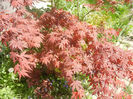 Acer palmatum Bloodgood (2013, Apr.29)