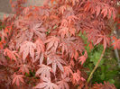 Acer palmatum Bloodgood (2013, Apr.29)