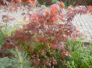 Acer palmatum Bloodgood (2013, Apr.29)