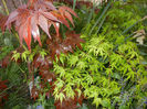 Acer Bloodgood & Katsura (2013, Apr.29)