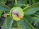 Peony. Bujor (2013, April 30)