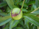 Peony. Bujor (2013, April 30)
