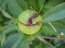 Peony. Bujor (2013, April 30)