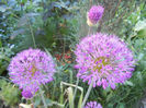 Allium Purple Sensation (2013, May 01)
