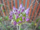 Allium Purple Sensation (2013, May 01)