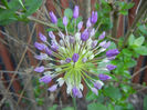 Allium Purple Sensation (2013, May 01)