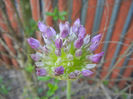 Allium Purple Sensation (2013, May 01)