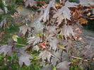 Acer Crimson Sentry (2013, April 29)