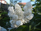 White Lilac Tree (2013, May 01)