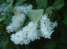 White Lilac Tree (2013, May 01)
