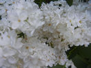 White Lilac Tree (2013, May 01)