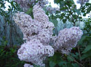 Syringa vulgaris_Lilac (2013, May 01)