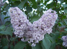 Syringa vulgaris_Lilac (2013, May 01)
