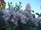 Syringa vulgaris_Lilac (2013, May 01)