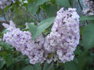 Syringa vulgaris_Lilac (2013, May 01)
