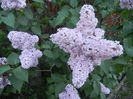 Syringa vulgaris_Lilac (2013, May 01)