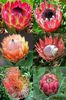 protea africana