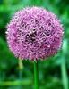 GIANT ALLIUM GLOBEMASTER