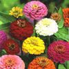 MIXED COLORS CALIFORNIA GIANT ZINNIA Elegans