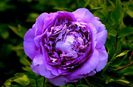 20 Seeds Chinese Purple Peony Flower Seed Beautiful Hot P7