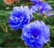 20 Seeds Chinese Blue Peony Flower Seed Beautiful Hot P3