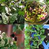 Climbing Malabar Spinach 30 seeds