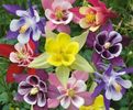 COLUMBINE MCKANA MIX 50 FRESH SEEDS