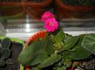 kalanchoe