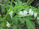 dicentra alba