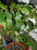 arbore de cafea