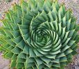 5 Seeds - Spiral Aloe - Aloe polyphylla