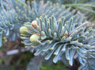 Abies procera Glauca (2013, May 01)