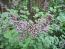 Syringa patula Miss Kim (2013, May 01)