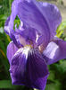 Iris intermedia