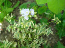 Polemonium "Starway to Heaven"