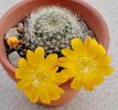 Rebutia (hibrid)