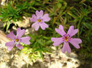 subulata Pale Pink