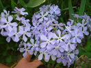 phlox divaricata