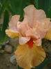 DSC03497