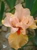DSC03498