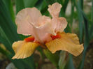 DSC03499