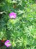geranium