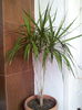 Dracaena marginata