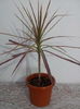 Dracaena marginata tricolor