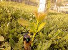 altoit in ochi dormind