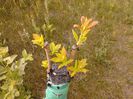 IMG_20130502_184534