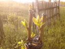 IMG_20130502_184626